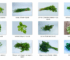 Review of Ethno-Medicinal, Phytochemistry, and Pharmacological Importance of African Herbal and Vegetable Remedies