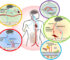 The Gut-Blood Pressure Connection and Exercise Synergy: Dual Pathways to Metabolic Health