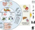 Modifiable Cardiometabolic Biomarker