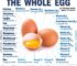daily egg consumption -protective effect on metabolic diseases