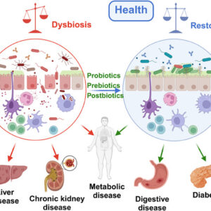 Oxidative stress serves as a unifying driver across metabolic diseases, connecting nutrient overload, mitochondrial dysfunction, inflammation, and gut dysbiosis.