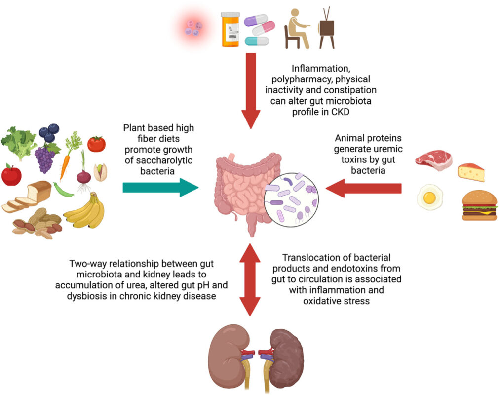 The gut microbiome produces metabolites and immunomodulatory signals with systemic effects relevant to renal and prostate pathobiology