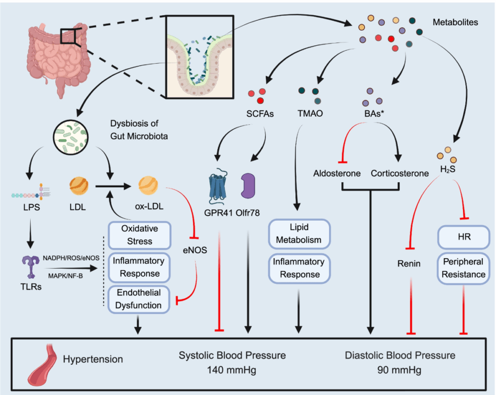 Targeting the Gut–Kidney–Brain Axis: Precision Nutrition and Microbial Metabolites as Novel Therapeutics for Hypertension