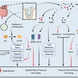 Targeting the Gut–Kidney–Brain Axis: Precision Nutrition and Microbial Metabolites as Novel Therapeutics for Hypertension
