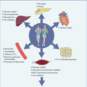 Resistance Training as Systemic Medicine: A Multi-Organ, Hormetic Framework for Combating Metabolic Syndrome and Extending Healthspan