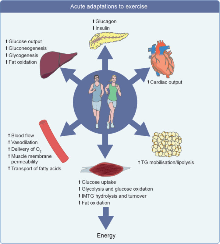 Resistance Training as Systemic Medicine: A Multi-Organ, Hormetic Framework for Combating Metabolic Syndrome and Extending Healthspan